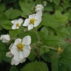 DSCN8601.JPG