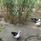 DSC06376.JPG