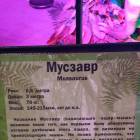 Мир динозавров. ТРЦ Италмас.63523