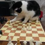 Кот - шахматист