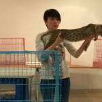 Выставка кошек в Корстоне