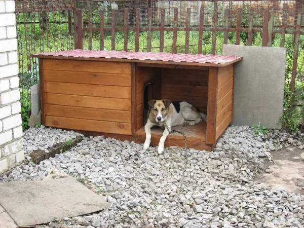 Люблю животных: моя собока