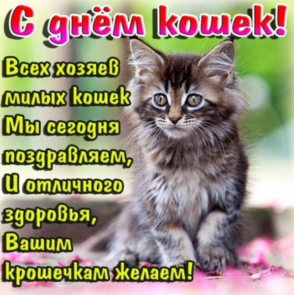 С днем кошек!
