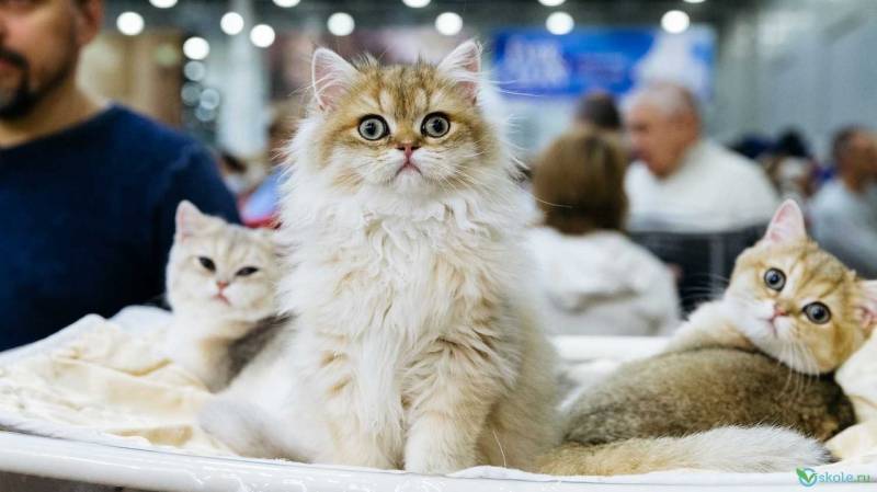 Благотворительная выставка кошек «Дорога домой»