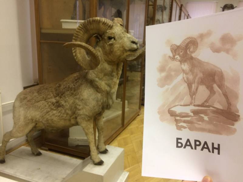 Зоологический музей КФУ