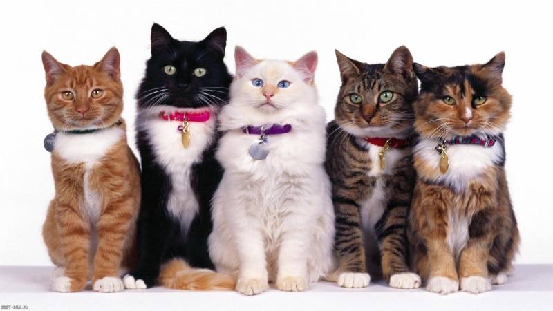 Выставка кошек