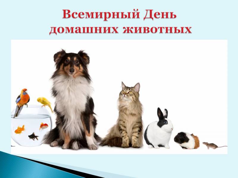 30 ноября - Всемирный день домашних животных!