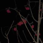 DSCN5222.JPG