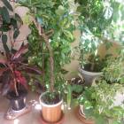 DSCN0575.JPG