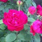 IMG_0212.JPG