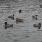 DSCN4919.JPG