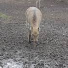 DSCN4895.JPG