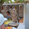 DSC_0902.JPG