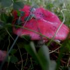 DSCN0370.JPG