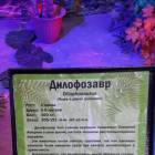 Мир динозавров. ТРЦ Италмас.63557