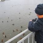 Кормление уток на Центральном водоеме.05.11.201789958