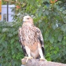 DSC_1043.JPG