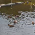 DSC_0650.JPG