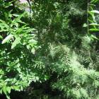 DSCN0545.JPG