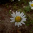 DSCN0641.JPG