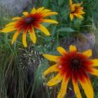 DSCN1672.JPG
