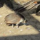 IMG_2601.JPG