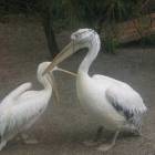 DSCN0202.JPG