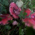 DSCN0372.JPG