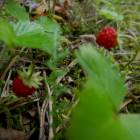 DSCN0620.JPG