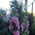 IMG_0323.JPG