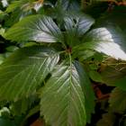 DSCN1602.JPG