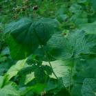DSCN1594.JPG