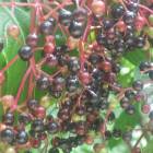DSCN0349.JPG