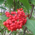 IMG_3704.JPG