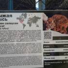Рыжая рысь. Зооботанический сад. Казань.78067