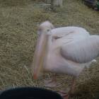 DSCN4959.JPG
