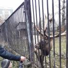 День матери. Зооботанический сад. Казань107440