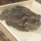 DSCN4850.JPG