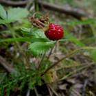 DSCN0622.JPG