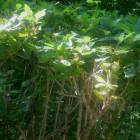 DSCN1613.JPG