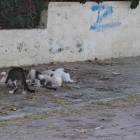 DSC06367.JPG