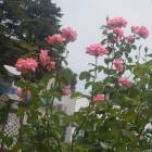 DSCN0017.JPG