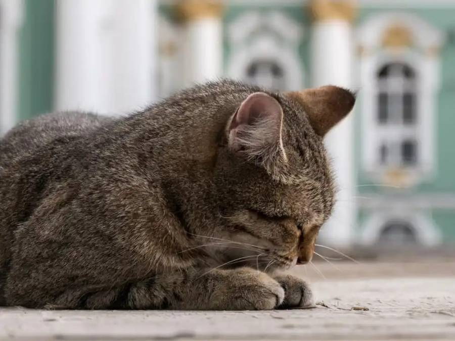 Культурный Санкт-Петербург