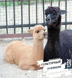 Альпака