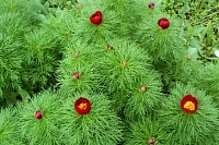 Ботанический сад.