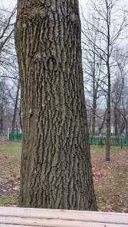 Культурный дневник школьника