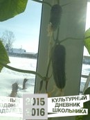 Сөйкемле әнием.